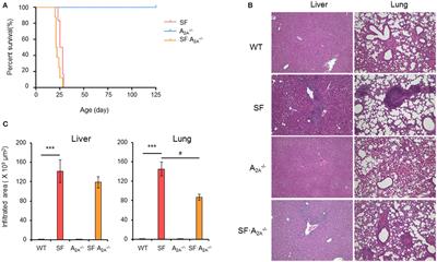 Adenosine A2A Receptor Deletion Blocks the Beneficial Effects of Lactobacillus reuteri in Regulatory T-Deficient Scurfy Mice